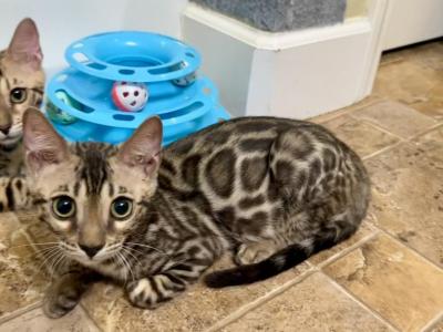 Brown Bengal Kitten Orange Collar - Bengal - Gallery Photo #1