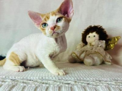 Red Harlequin Tabby - Devon Rex - Gallery Photo #1