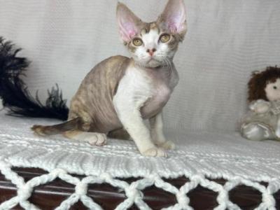 Blue Cream Torbie - Devon Rex - Gallery Photo #1