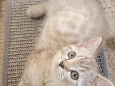Litter Size Pending - Bengal - Gallery Photo #1