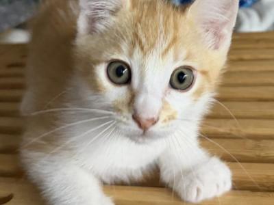 Jack - Siamese - Gallery Photo #1