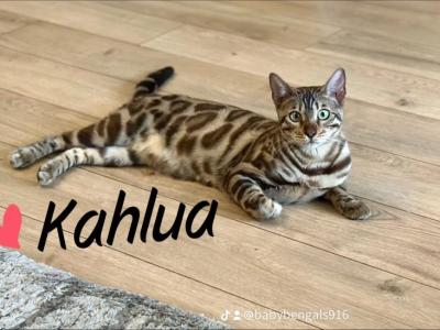 Kahlua - Bengal - Gallery Photo #1
