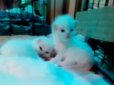 Fancys Kittens - Persian - Gallery Photo #1
