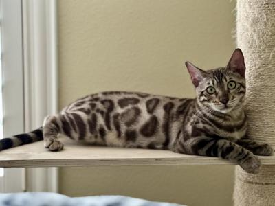 Kahlua - Bengal - Gallery Photo #1