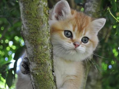 Jojo - British Shorthair - Gallery Photo #1