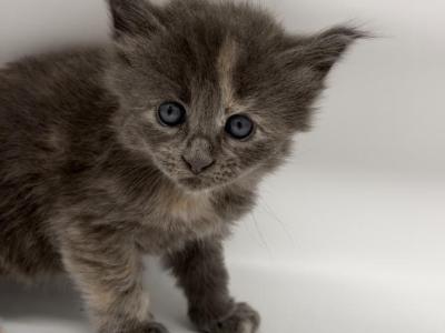 Lilly - Maine Coon - Gallery Photo #1