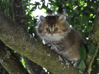 Jack - British Shorthair - Gallery Photo #1