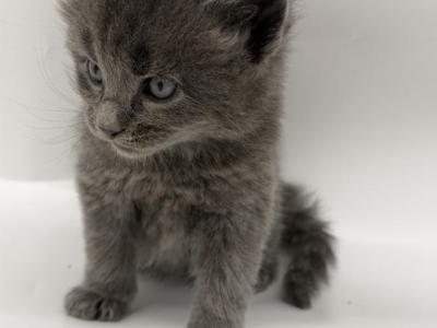 Max - Maine Coon - Gallery Photo #1