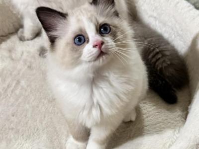 Ragdoll Kittens - Ragdoll - Gallery Photo #1
