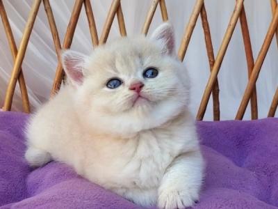 British Willy - British Shorthair - Gallery Photo #1
