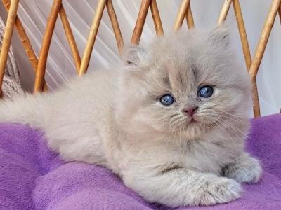 British Winona - British Shorthair - Gallery Photo #1