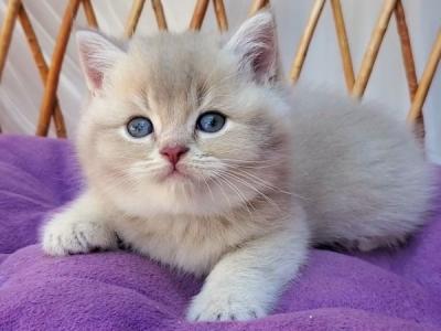 British Woody - British Shorthair - Gallery Photo #1