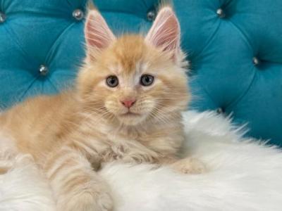 Maine Coon NOV Nicholas - Maine Coon - Gallery Photo #1