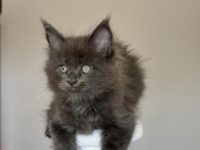 Maine Coon NOV Ousei - Maine Coon - Gallery Photo #1