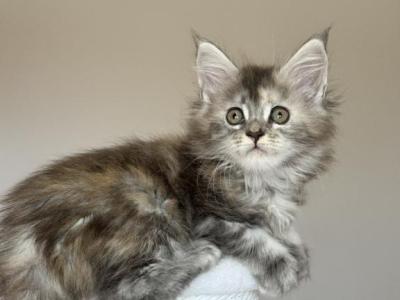Maine Coon NOV Ohana - Maine Coon - Gallery Photo #1