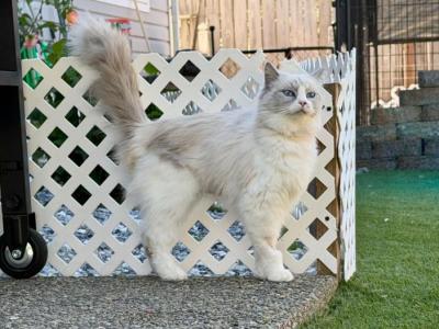 Sarabi Blue Bicolor Ragdoll Female - Ragdoll - Gallery Photo #1