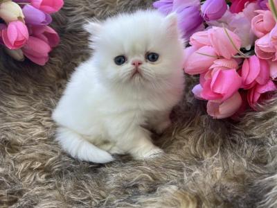 Snowball - Persian - Gallery Photo #1