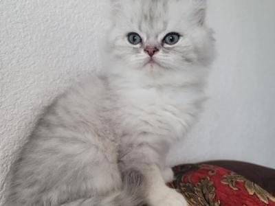 Sweetie - American Longhair - Gallery Photo #1