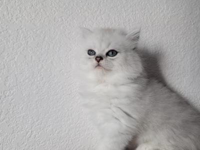 Marcus - American Longhair - Gallery Photo #1