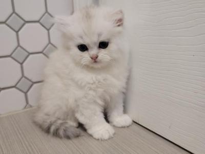 Marcy - American Longhair - Gallery Photo #1