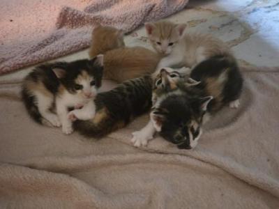 Half Siamese Kittens - Siamese - Gallery Photo #1