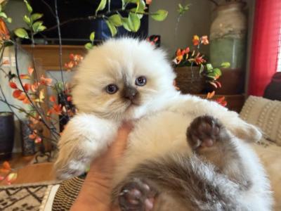 Portland Leo Scottish Fold Highland Kitten - Scottish Fold - Gallery Photo #1