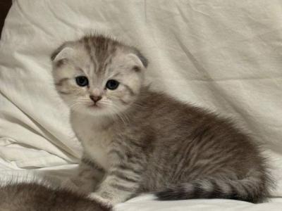 Lisa - Scottish Fold - Gallery Photo #1