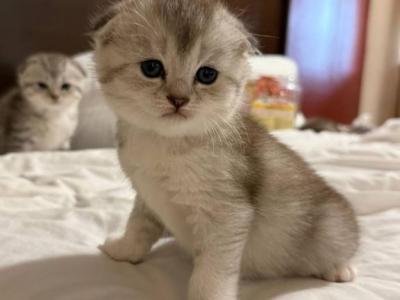 Rosa - Scottish Fold - Gallery Photo #1