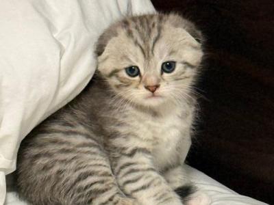 Rex - Scottish Fold - Gallery Photo #1