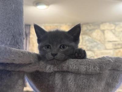 Kittens Ready For New Homes - Russian Blue - Gallery Photo #1