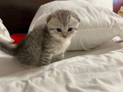 Milky - Scottish Fold - Gallery Photo #1