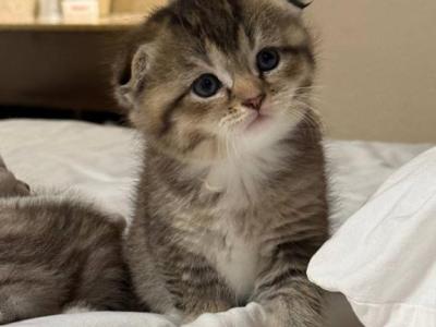 Choco - Scottish Fold - Gallery Photo #1