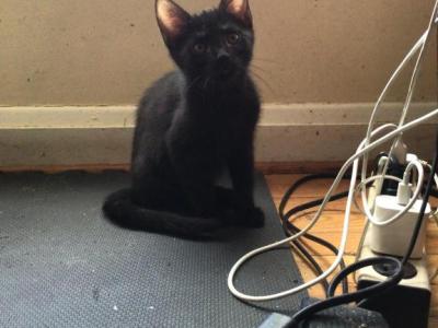 Black Panther - Bengal - Gallery Photo #1