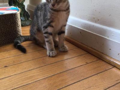 Luna - Bengal - Gallery Photo #1