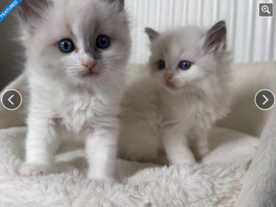 Kitty - Domestic - Gallery Photo #1
