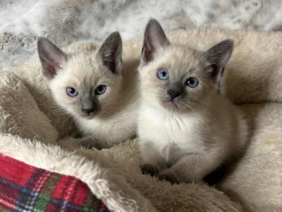 1 Flame And 2 Blue Points Remaining - Siamese - Gallery Photo #1