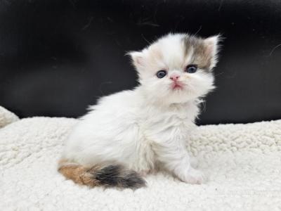Petunia - Exotic - Gallery Photo #1