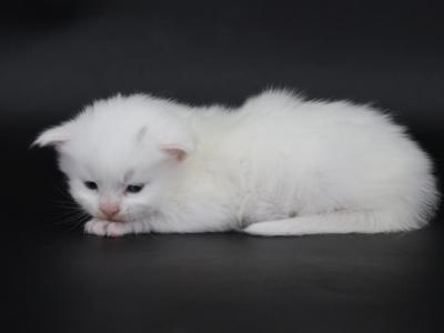 Emperor - Maine Coon - Gallery Photo #1