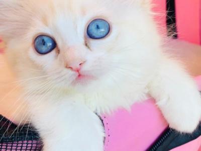 Molly - Ragdoll - Gallery Photo #1