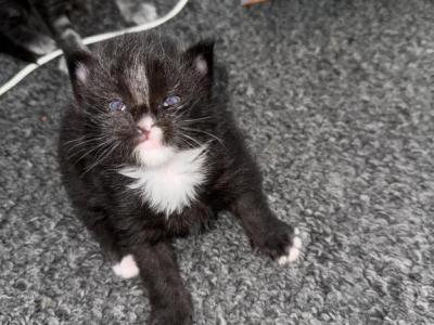 Dragon - Maine Coon - Gallery Photo #1