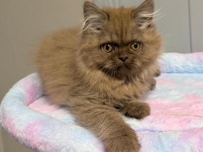 Chocolate Persian Mix Male - Persian - Gallery Photo #1