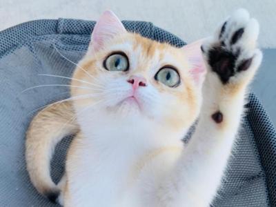 Chloe - British Shorthair - Gallery Photo #1