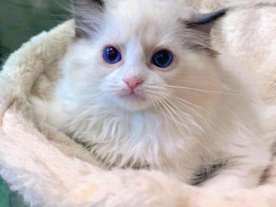 Lemon - Ragdoll - Gallery Photo #1