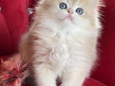British Longhair Blue Golden Male - British Shorthair - Gallery Photo #1