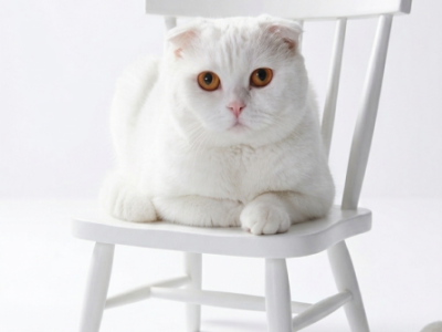 Casper - Scottish Fold - Gallery Photo #1