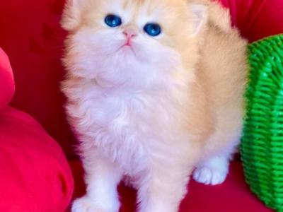 British Longhair Golden Boy - British Shorthair - Gallery Photo #1