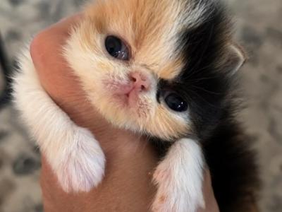 Calico - Persian - Gallery Photo #1