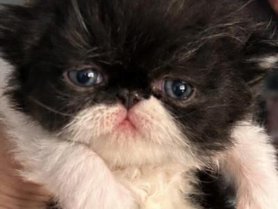 Black And White Bicolor - Persian - Gallery Photo #1