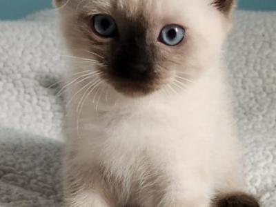 Siamese Male - Siamese - Gallery Photo #1
