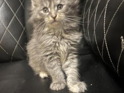 Beautiful Loving Maine Coons - Maine Coon - Gallery Photo #1